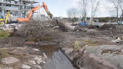 Det byggs bostäder på Fabriksudden i Hangö, en park är förorenad och jord och träd tas bort.