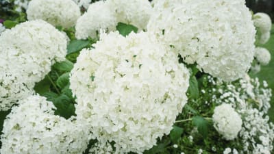 Enorma kluster av små vita blommor.
