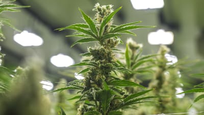 Cannabis planta.
