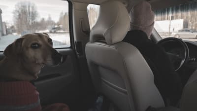 Hunden Lucky sitter i baksätet av en bil, Stefanie Lindroos kör.