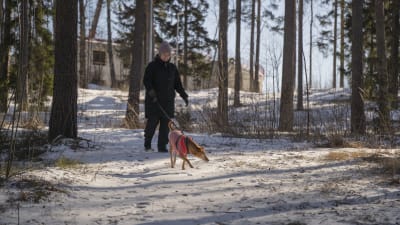 Hunden Lucky går i koppel tillsammans med Stefanie Lindroos längs med en snöig skogsstig.