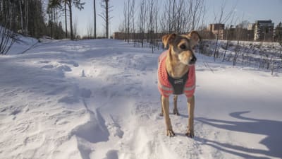 Hunden Lucky står stilla ute i snön iklädd sina vinterkläder.