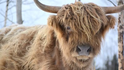 Highland cattle kvigan Binja.