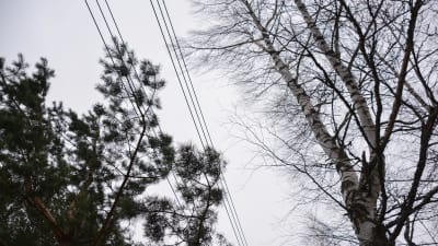 Elkabel som går genom luften, träd nära