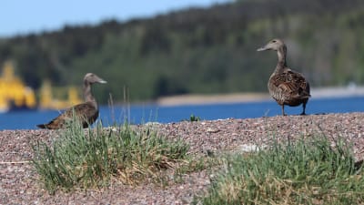 Två bruna ejderhonor sitter på stranden.