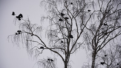 En flock kajor i ett träd.