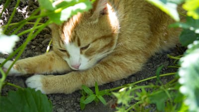 En katt som svalkar sig i skuggan av växter.