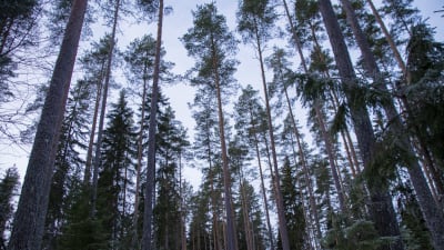 Tallar och granar sträcker sig högt upp mot skyn i en skog. 