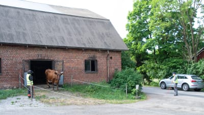 Ko som går ut från ladugården, bredvid en väg med trafik. 