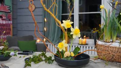 Ett blomsterarrangemang med knotiga kvistar och gula narcisser.