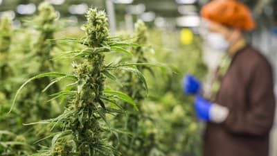 Cannabisplantor växer i ett växthus i Markham, Kanada. I bilden syns också en anställd vid bolaget Medreleaf som producerar medicinsk cannabis i Kanada.