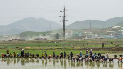 Spannmålspriserna har inte stigit, vilket tyder på att Nordkorea inte lider av akut matbrist just nu.