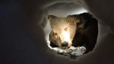 En uppstoppad björn kikar från sitt vinteride på en utställning. 
