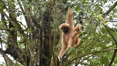 Gibbon hänger från en trädgren i en regnskog i Malaysia.