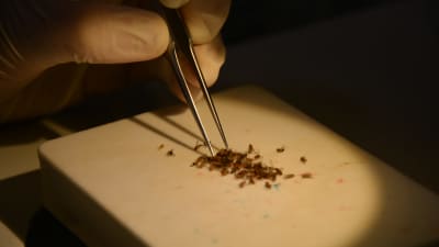 Flera bananflugor ligger under ett mikroskop, en person granskar dem med en pincett. 
