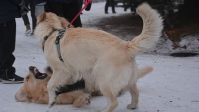 Två golden retriever-hundar leker med varandra och rullar runt på snöig mark.