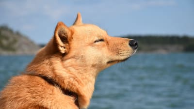 En finsk spets, hund, som kisar mot solen och ser nöjd ut.