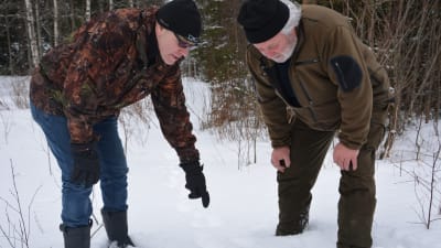 Två jägare i vinterskogen böjer sig ner för att titta på tassavtryck av varg i snön