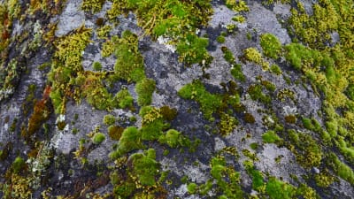 fotat uppifrån så att flera olika små mosspartier syns på en gråsten. Mossorna är i olika gröna nyanser och mossorna är olika mjuka.