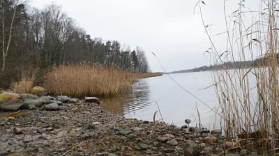 En strand med stenar och vass där en småbåtshamn ska byggas i Gammelboda.