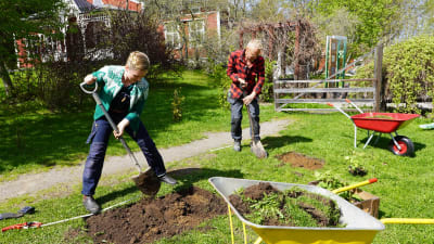 Två personer som gräver bort gräs i en trädgård för att anlägga en rabatt.