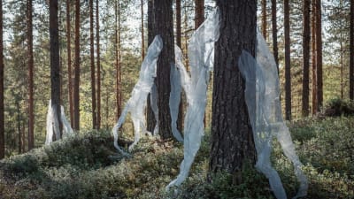 Läpinäkyvää harsomaista kangasta kiinnitettynä puihin, taideteos metsässä