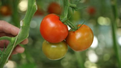 Tre tomater hänger i en tomatplanta.