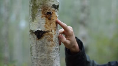 Ett finger som pekar mot en björkstam med brun vätska på sig. 