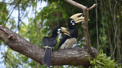 De stora näshornsfåglarna spelar en viktig roll genom att sprida trädens frön i regnskogen. Förutom frukter äter fåglarna insekter.