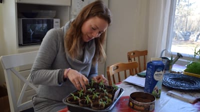 Hanna Vuorio-Wilson pysslar med sina tomatplantor.