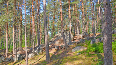 En tallskog med stora stenar.