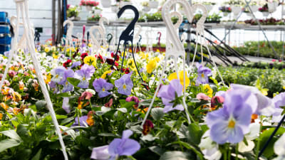 Blommor i växthus.