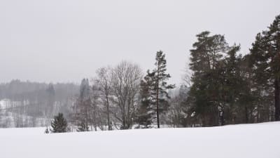 snöigt och grått landskap med kullar och träd