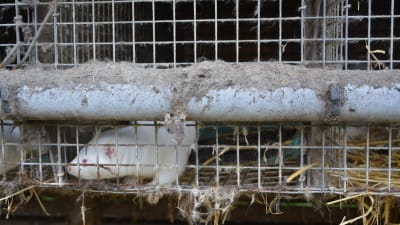 Mink i bur på pälsfarm.