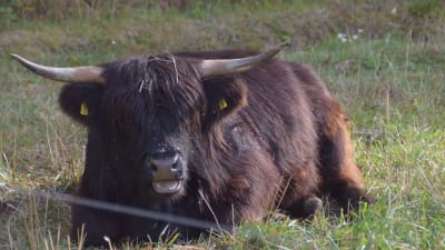En långhårig ko med stora horn ligger på gräset med munnen öppen.
