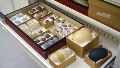 En låda med fågelägg på Naturhistoriska museet i Helsingfors. Innehåller ägg från bland annat struts, emu och kejsarpingvin. 