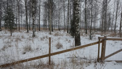 En bostadsmässa ska ordnas i Ingå 2022. Här syns en massa björkar och andra träd vid stranden i kyrkbyn.