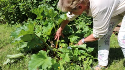 Margareta "Teta" Reinlund inspekterar rabarbersorten Agata som hon har i sin trädgård