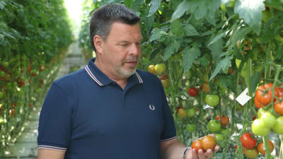 En man med blå pikétröja står i ett växthus och håller i ett par tomater.