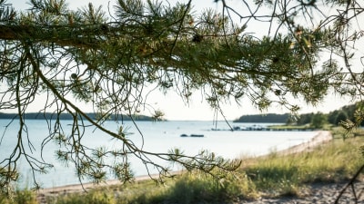 Strand med barrträd i förgrunden.