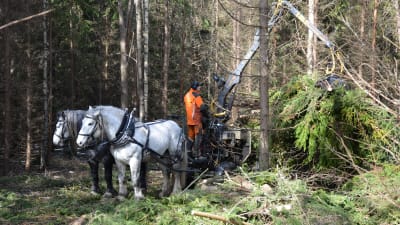 Två hästar drar ett lass med virke i en skog, en man står och jobbar med virket. 