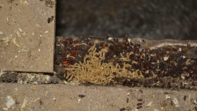 Under gallret till svämgödseln trivs rovflugans larver
