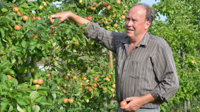 Mikael Henriksson inspekterar äpplena i sina äppelträd.