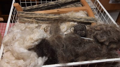 Tvättad lammull av Ålandsfår och otvättad ull av vuxen tacka av Ålandsfår.
