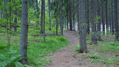 Skog i gammelbacka.