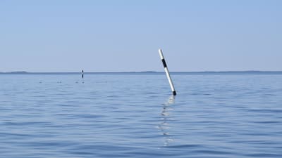 En västremmare i ett blått, somrigt skärgårdshav. Några sjöfåglar guppar längre ut på vattnet.