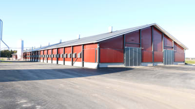 En 4000 kvadratmeter stor kalkonhall. Hallen har röda väggar och svart tak.