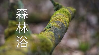 Bild på trädgren med japanska tecken som betyder shinrin yoku.