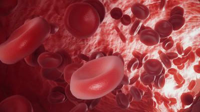 Röda blodkroppar. Illustration.