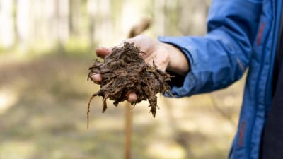 En hand håller fram en näve brun blöt torv i skogen. Torven är framgrävd ur marken på Träskmossen i Grankulla. 